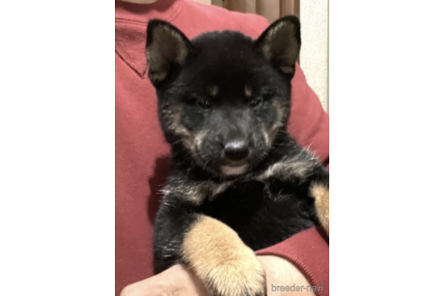成約済の埼玉県の柴犬-160820の3枚目